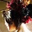guest icon
